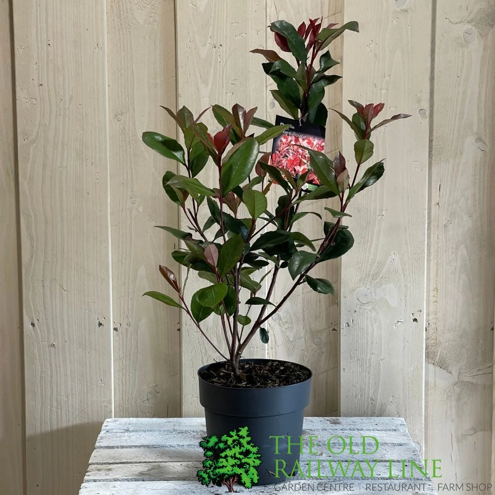 Photinia Fraseri 'Carré Rouge' 2Ltr Pot (NL) 1 Photinia Fraseri 'Carré Rouge' 2Ltr Pot (NL)