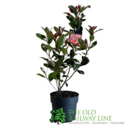 Photinia Fraseri 'Carré Rouge' 2Ltr Pot (NL) 5 Photinia Fraseri 'Carré Rouge' 2Ltr Pot (NL) -Wolf-Garden Shop 0000000398517