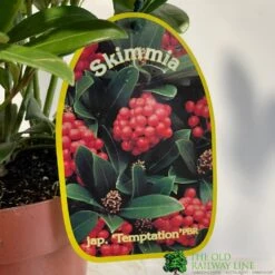 Skimmia Japonica 'Temptation' 2Ltr Pot (NL) -Wolf-Garden Shop 0000000398528 2