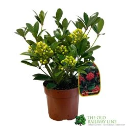 Skimmia Japonica 'Temptation' 2Ltr Pot (NL)