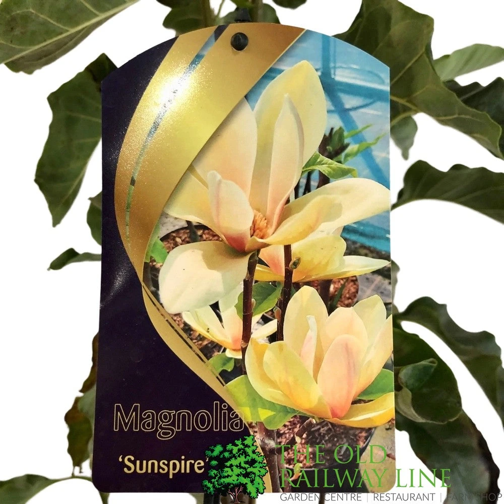 Magnolia 'Sunspire' 10Ltr Pot (NL) 2 Magnolia 'Sunspire' 10Ltr Pot (NL) - Image 2