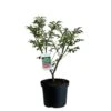 Euonymus Alatus 'Compactus' Plant 4Ltr Pot (NL)