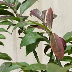 Euonymus Alatus 'Compactus' Plant 4Ltr Pot (NL) -Wolf-Garden Shop 00000275 3