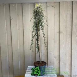 Cotoneaster 'Juliette' 80cm Tall (NL) -Wolf-Garden Shop 00000625 2