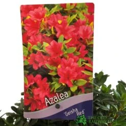 Azalea 'Geisha Red' Plant 3Ltr Pot (NL) -Wolf-Garden Shop 00001652 2
