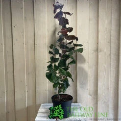 Corylus 'Red Majestic' Hazel Tree 70cm Tall (NL) -Wolf-Garden Shop 00002653 2