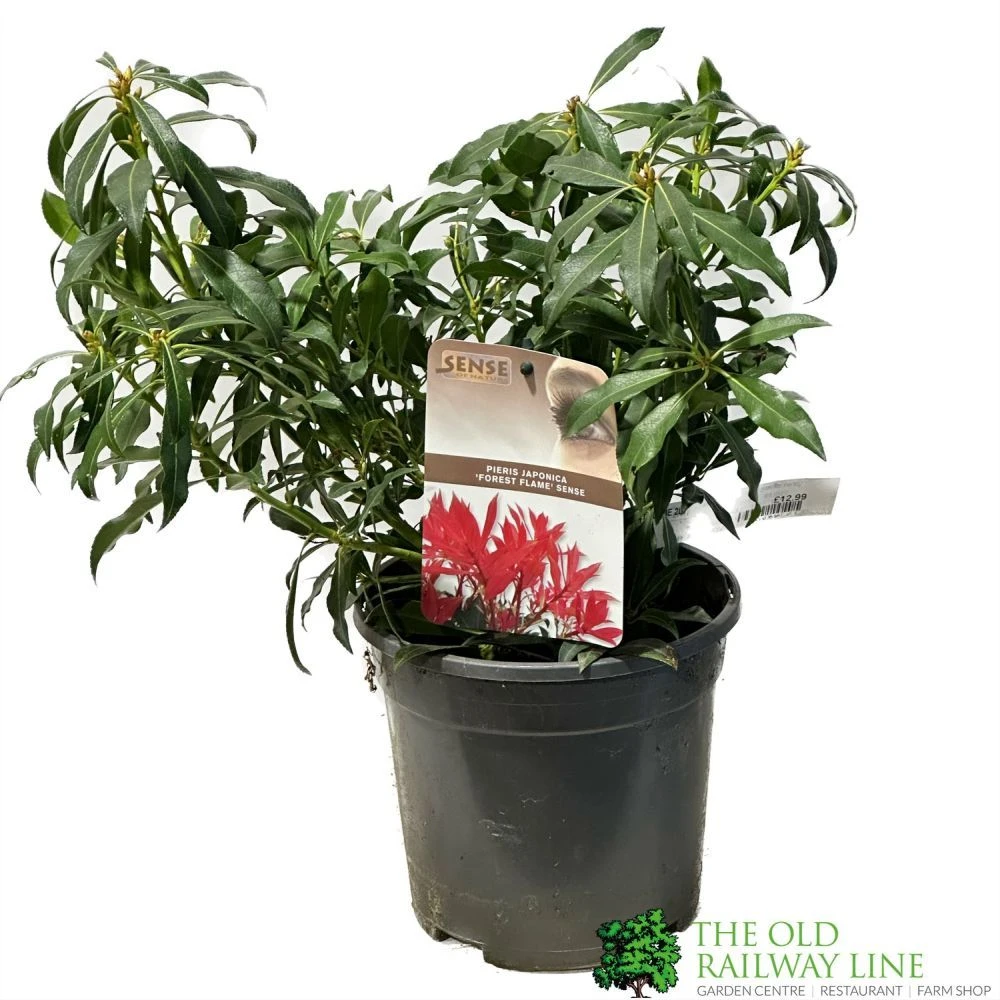 Pieris 'Forest Flame' 2Ltr Pot (NL) 1 Pieris 'Forest Flame' 2Ltr Pot (NL)