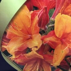 Azalea (Deciduous) 'Golden Eagle' 7.5Ltr Pot (NL) -Wolf-Garden Shop 00002759 2