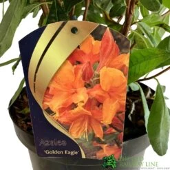 Azalea (Deciduous) 'Golden Eagle' 7.5Ltr Pot (NL) -Wolf-Garden Shop 00002759