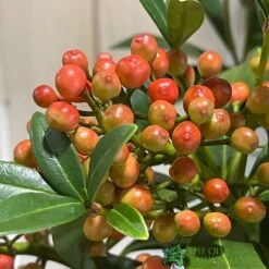 Skimmia Japonica 'Pabella' 4Ltr Pot (NL) 5 Skimmia Japonica 'Pabella' 4Ltr Pot (NL) -Wolf-Garden Shop 00004158 3