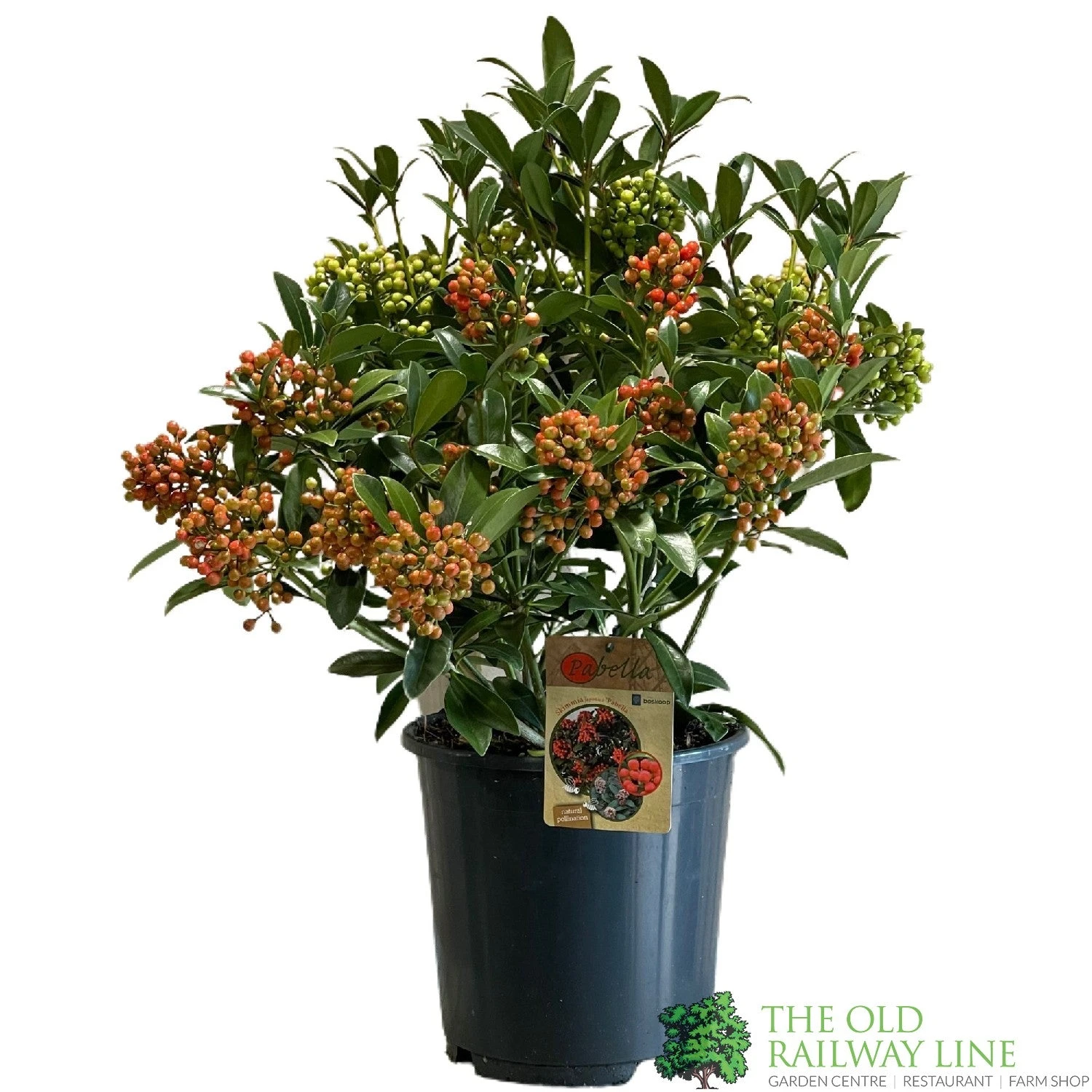 Skimmia Japonica 'Pabella' 4Ltr Pot (NL) 1 Skimmia Japonica 'Pabella' 4Ltr Pot (NL)