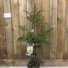 Cryptomeria 'Barabits Gold' Conifer5Ltr Pot (NL)