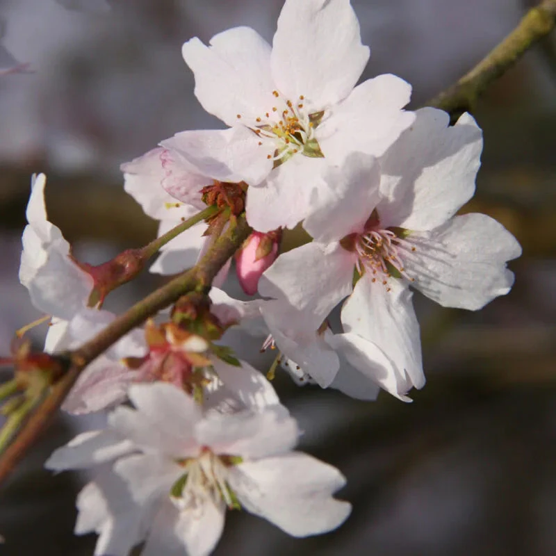 Prunus ‘Autumnalis Rosea' Cherry Blossom 120cm Tall (NL) 1 Prunus ‘Autumnalis Rosea' Cherry Blossom 120cm Tall (NL)