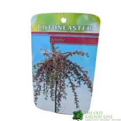 Cotoneaster 'Juliette' 80cm Tall (NL) -Wolf-Garden Shop 30001111 1