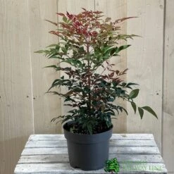 Nandina Domestica 'Obsessed' 2Ltr Pot (NL) -Wolf-Garden Shop 30002508 2