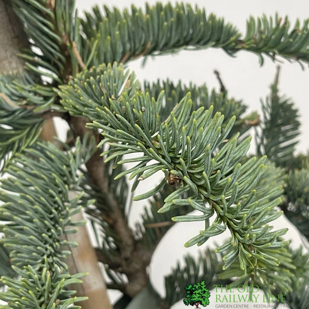 Abies 'Glauca' Noble Fir Conifer 3Ltr Pot (NL) 2 Abies 'Glauca' Noble Fir Conifer 3Ltr Pot (NL) - Image 2