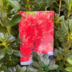 Azalea 'Geisha Orange' 3Ltr Pot (NL) -Wolf-Garden Shop 30008869 5b9b6a4d 2eef 4de9 a7d5 74d146507ae8