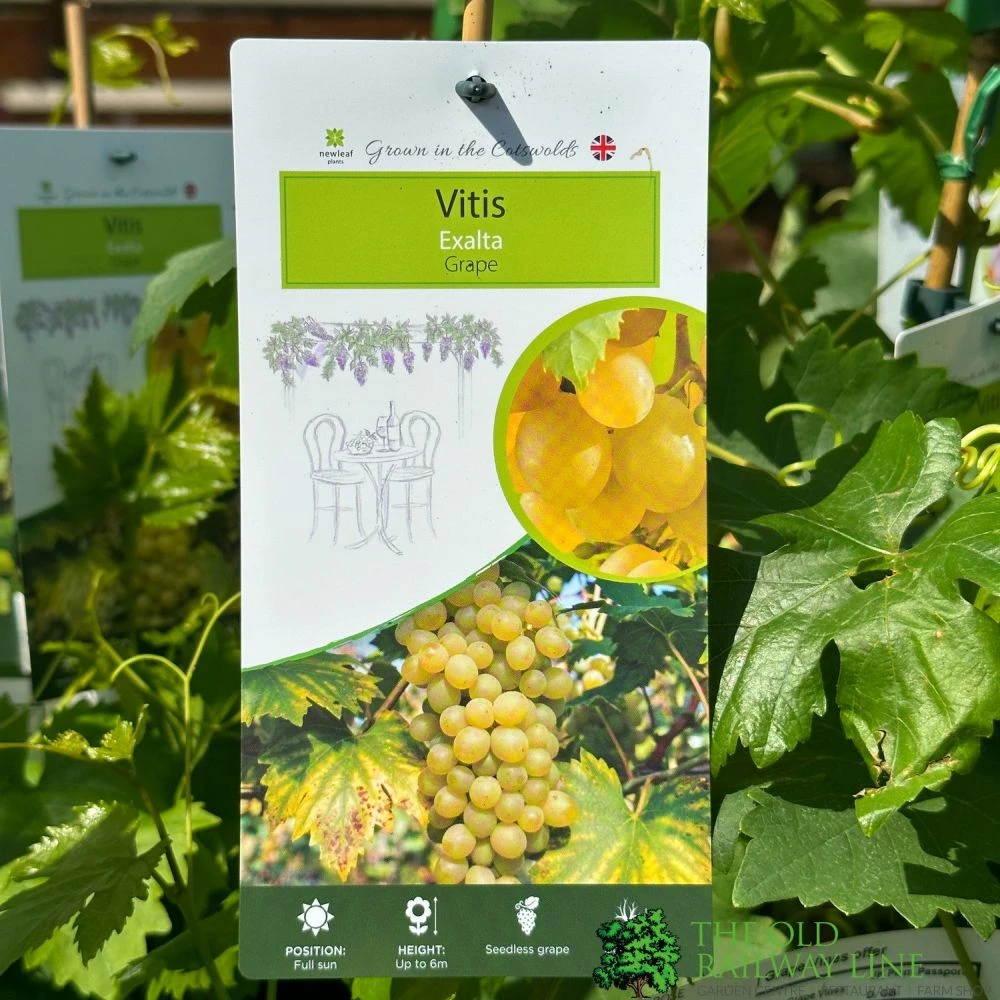 Grape 'Exalta' 3Ltr Pot 1 Grape 'Exalta' 3Ltr Pot