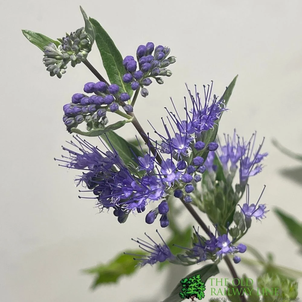 Caryopteris X Clandonensis 'Kew Blue' 3Ltr Pot 2 Caryopteris X Clandonensis 'Kew Blue' 3Ltr Pot - Image 2