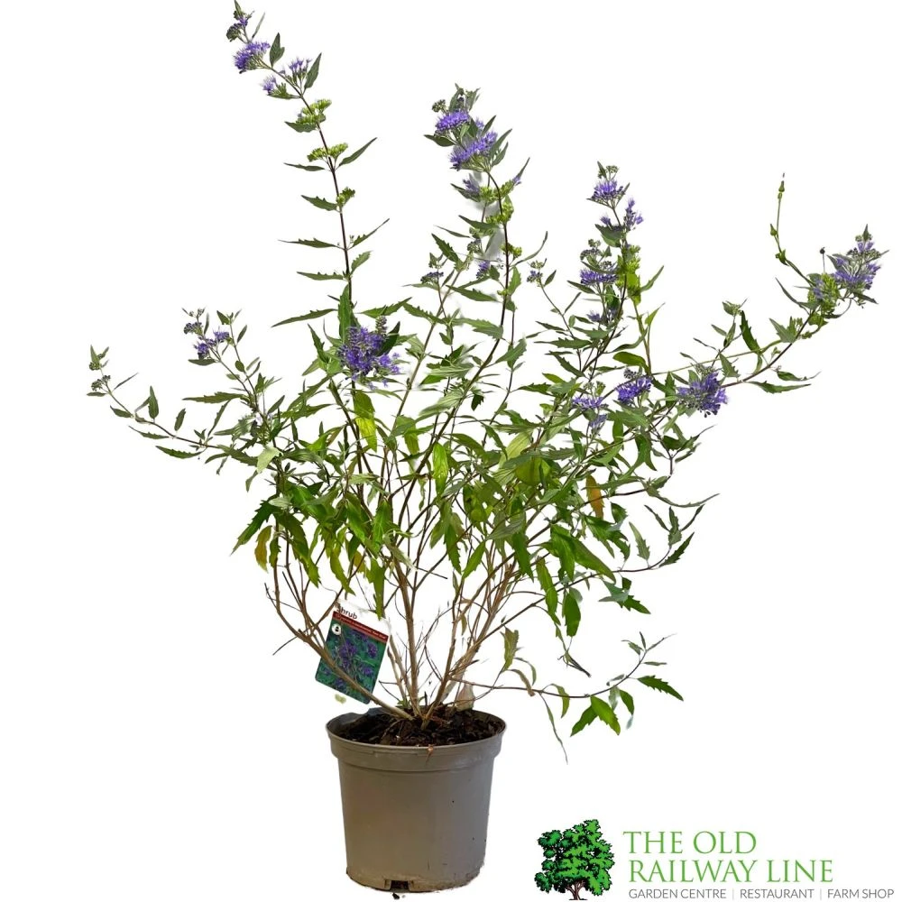 Caryopteris X Clandonensis 'Kew Blue' 3Ltr Pot 1 Caryopteris X Clandonensis 'Kew Blue' 3Ltr Pot