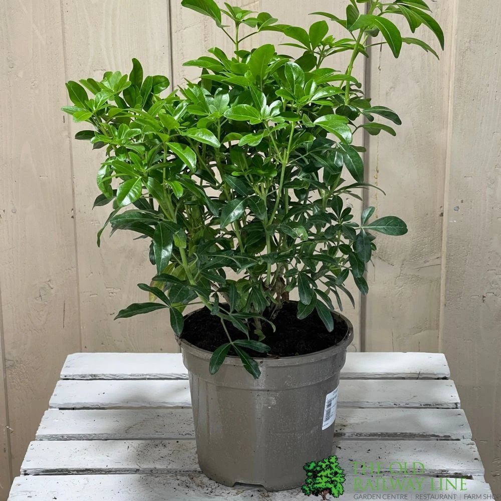 Choisya Ternata Mexican Orange Blossom Plant 3Ltr Pot 2 Choisya Ternata Mexican Orange Blossom Plant 3Ltr Pot - Image 2