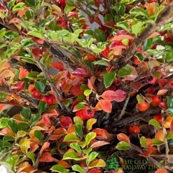 Cotoneaster Horizontalis Plant 3Ltr Pot -Wolf-Garden Shop 5019756161533 3