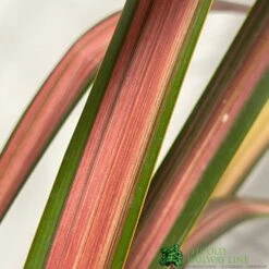 Phormium 'Jester' Flax 3Ltr Pot -Wolf-Garden Shop 5019756670905 2