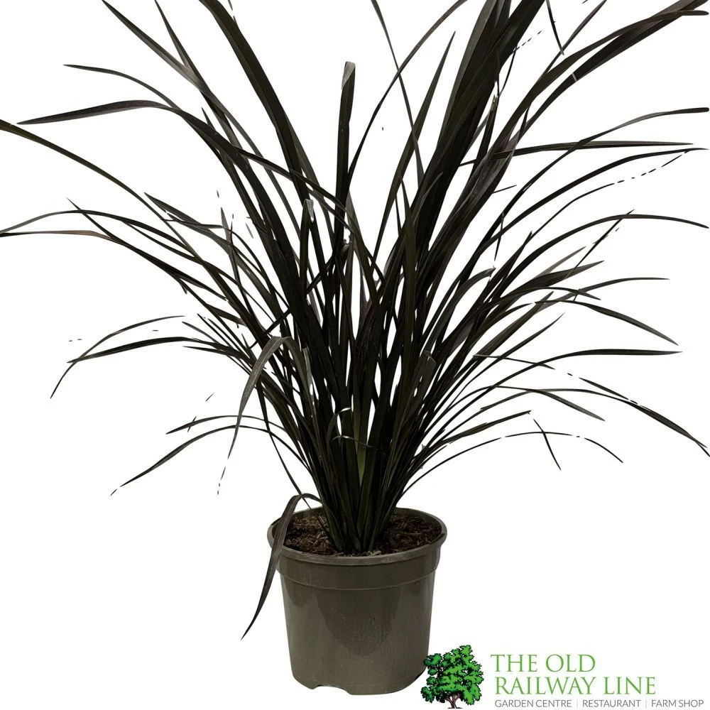 Phormium 'Platts Black' Flax 3Ltr Pot 1 Phormium 'Platts Black' Flax 3Ltr Pot