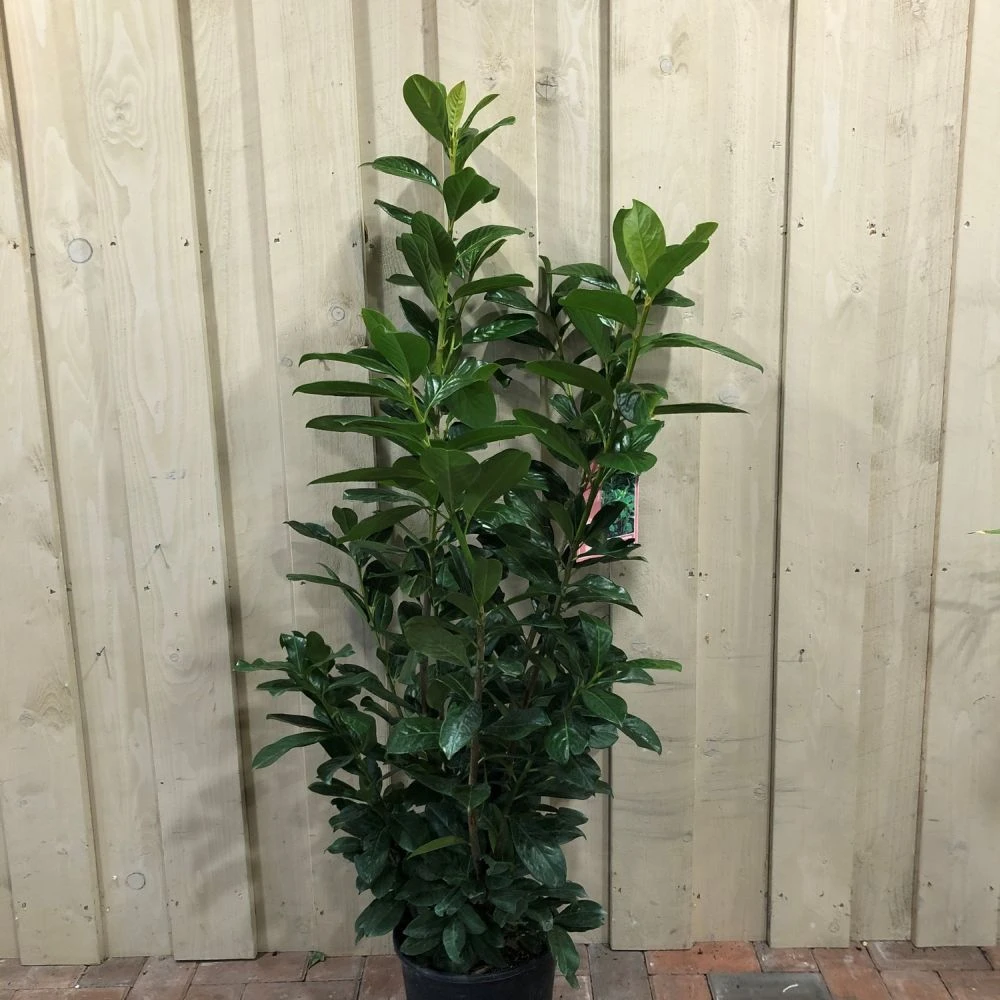 Prunus 'Novita' Common Laurel Plant 1m Tall (IT) 1 Prunus 'Novita' Common Laurel Plant 1m Tall (IT)