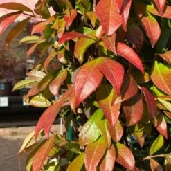 Trachelospermum Jasminoides Arch Trained Jasmine Climber 18Ltr Pot 5 Trachelospermum Jasminoides Arch Trained Jasmine Climber 18Ltr Pot -Wolf-Garden Shop 5021768019641 2