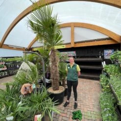 Trachycarpus Fortunei Chusan Palm Tree 3m Tall -Wolf-Garden Shop 5021768025277 3