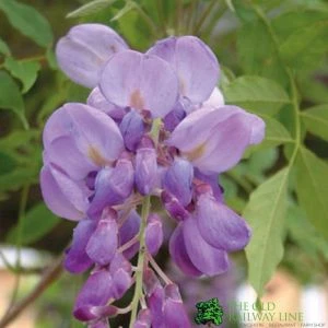 Wisteria Sinensis Climber 1.8m Tall (IT) 1 Wisteria Sinensis Climber 1.8m Tall (IT)