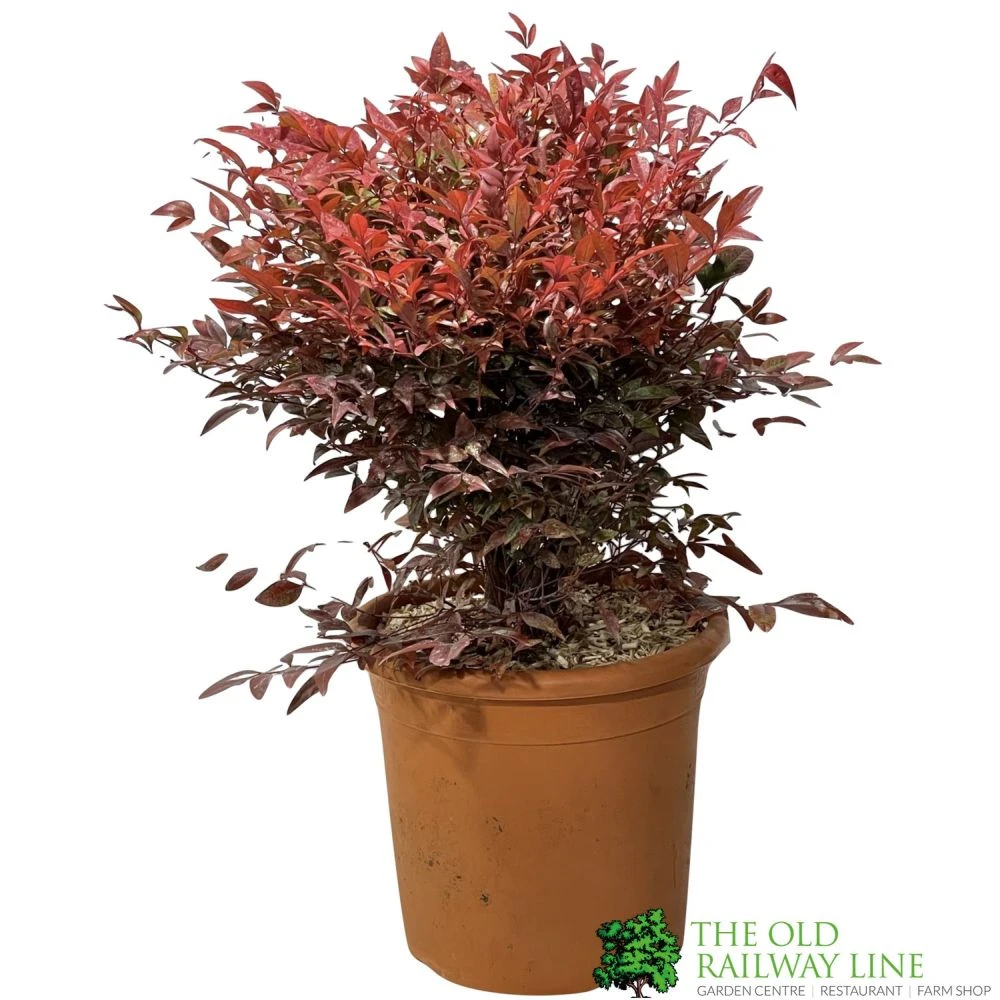 Nandina Domestica 'Obsessed' Heavenly Bamboo 30cm Tall (IT) 1 Nandina Domestica 'Obsessed' Heavenly Bamboo 30cm Tall (IT)