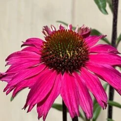 Echinacea 'Sensation Pink' Plant 2 Ltr Pot 5 Echinacea 'Sensation Pink' Plant 2 Ltr Pot -Wolf-Garden Shop 5021768069202 3