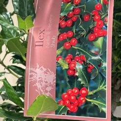 Ilex 'Nellie R.Stevens' Female Holly Bush 10Ltr Pot 5 Ilex 'Nellie R.Stevens' Female Holly Bush 10Ltr Pot -Wolf-Garden Shop 5021768084373 3