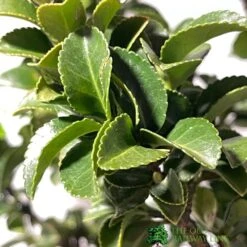 Euonymus Japonicus 'Benkomasaki' 40cm Tall (IT) -Wolf-Garden Shop 5021768087787 3