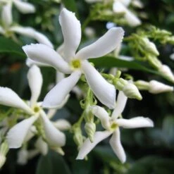 Trachelospermum Jasminoides 'Star Jasmine' Tripod Climber 120cm Tall (IT) 5 Trachelospermum Jasminoides 'Star Jasmine' Tripod Climber 120cm Tall (IT) -Wolf-Garden Shop 5021768087930 2 e192d392 7a65 4b82 b30c 4daa1dd0ffc3