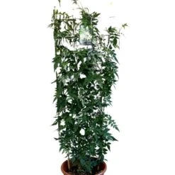 Jasminum Officinale 'Clotted Cream' Jasmine Climber On Trellis 20 Ltr Pot