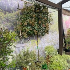 Photinia X Fraseri 'Red Robin' Pleached Form 2m Tall -Wolf-Garden Shop 5021768148341 3