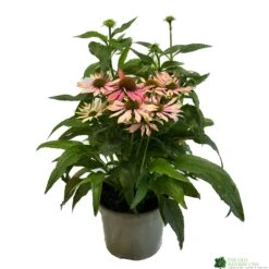 Echinacea 'Pollynation Orange Red' 3Ltr Pot