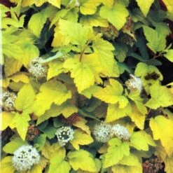 Physocarpus Opulifolius 'Angel Gold' Ninebark Plant 3Ltr Pot