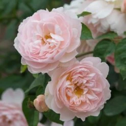 David Austin 'Gentle Hermione' Pink English Rose 6Ltr Pot -Wolf-Garden Shop 5031825016971 3