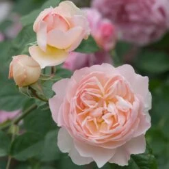 David Austin 'Gentle Hermione' Pink English Rose 6Ltr Pot -Wolf-Garden Shop 5031825016971 4