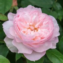 David Austin 'Gentle Hermione' Pink English Rose 6Ltr Pot -Wolf-Garden Shop 5031825016971 5