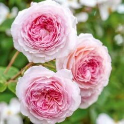 David Austin 'James Galway' Light Pink English Climbing Rose 6Ltr Pot