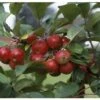 Crab Apple 'Gorgeous' M27 Rootstock 12Ltr Pot