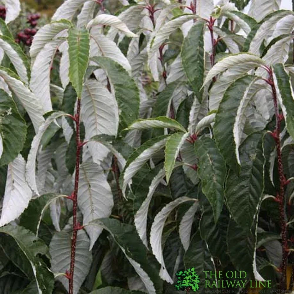 Sorbus Hemsleyi 'John Bond' 7Ltr Pot 1 Sorbus Hemsleyi 'John Bond' 7Ltr Pot