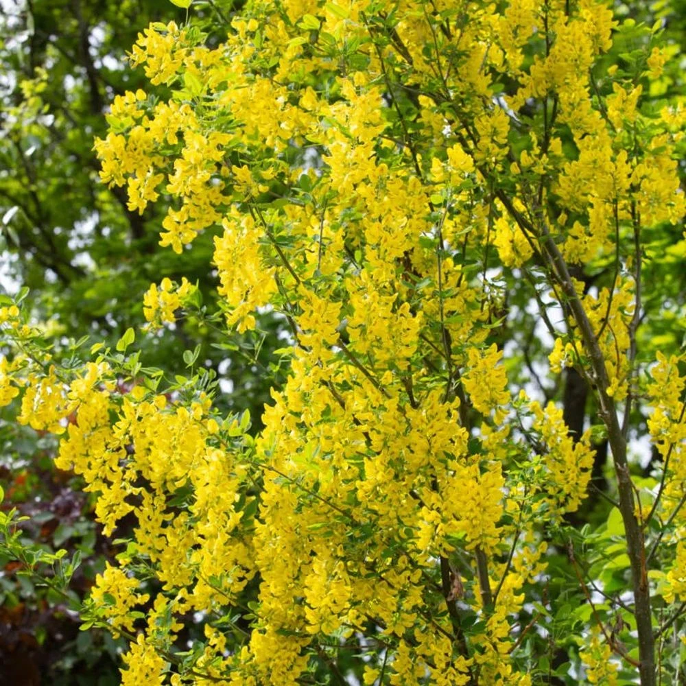 Laburnum Anagyroides ‘Yellow Rocket’ 12Ltr Pot 1 Laburnum Anagyroides ‘Yellow Rocket’ 12Ltr Pot