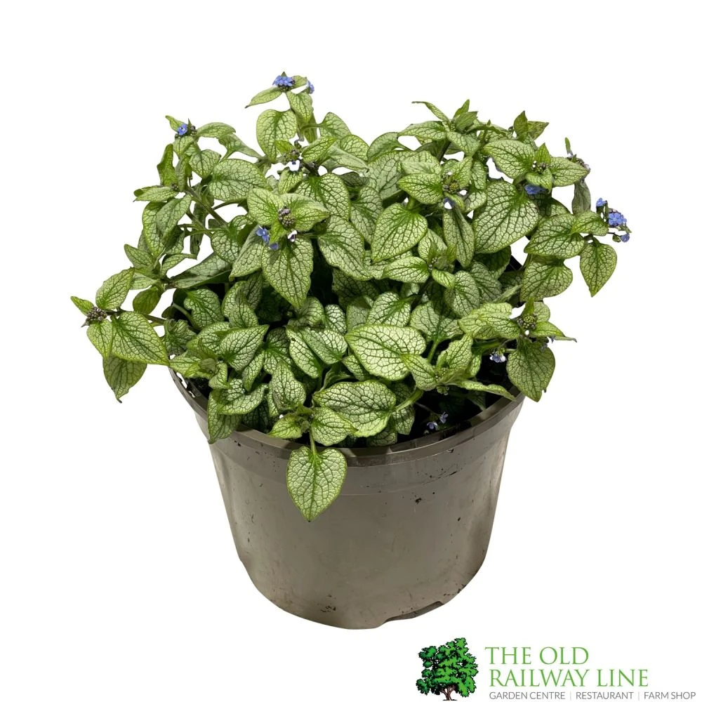 Brunnera Macrophylla 'Jack Frost' 3Ltr Pot 1 Brunnera Macrophylla 'Jack Frost' 3Ltr Pot