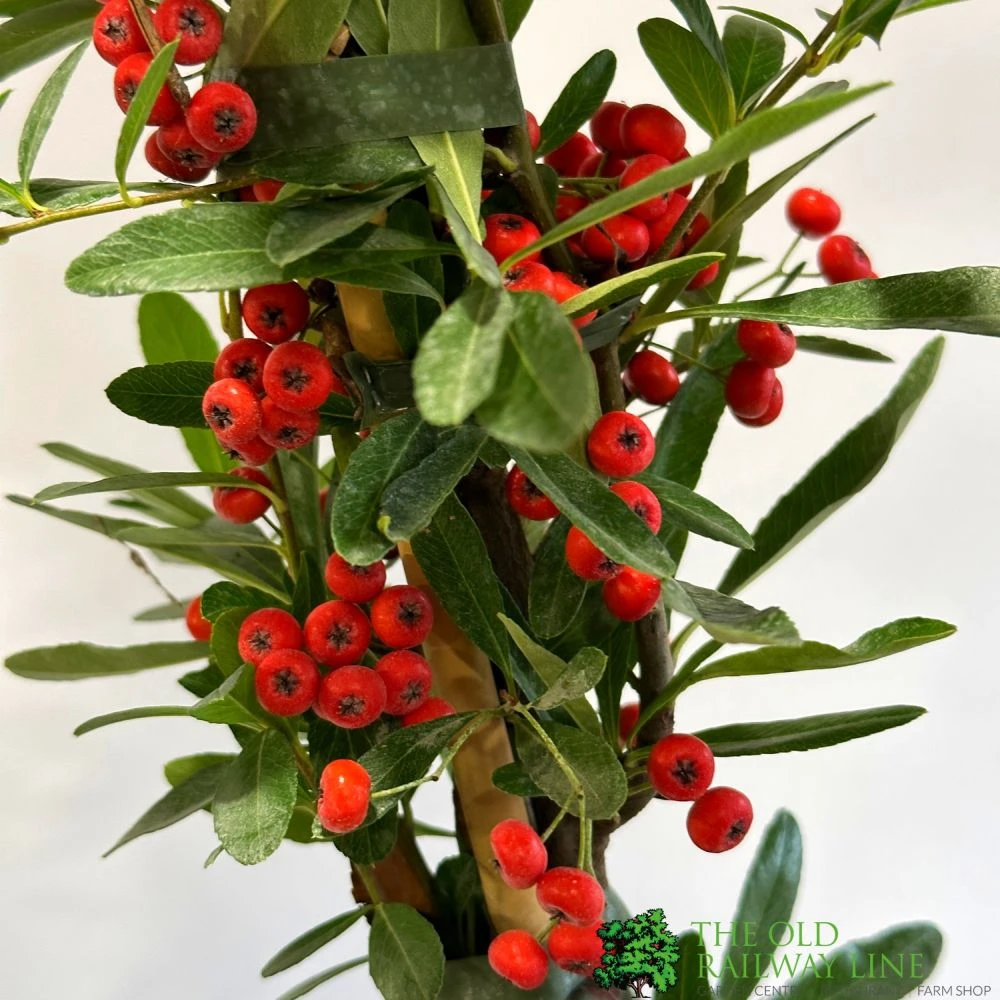 Pyracantha Coccinea 'Red Star' Fire Thorn 3Ltr Pot 2 Pyracantha Coccinea 'Red Star' Fire Thorn 3Ltr Pot - Image 2